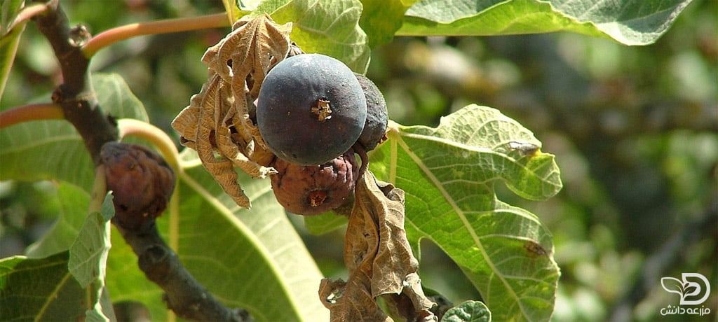 خسارت کنه تارتن انجیر