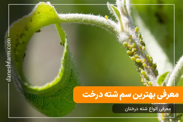 سم شته درخت سم شته درختان میوه