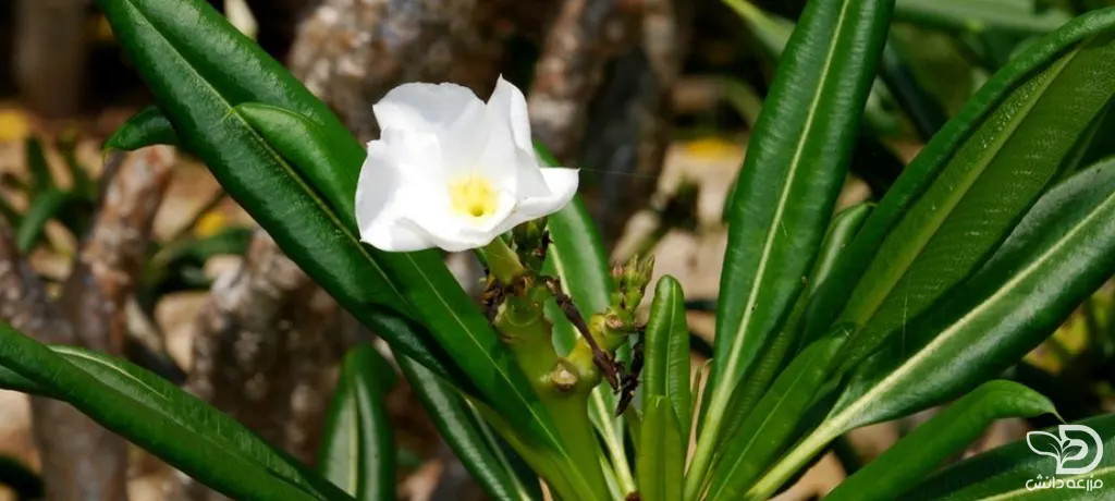 نخل ماداگاسکار با گل سفید
