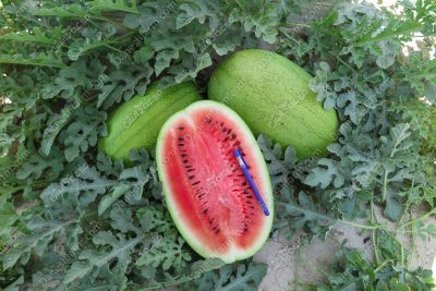 هندوانه قالینا
