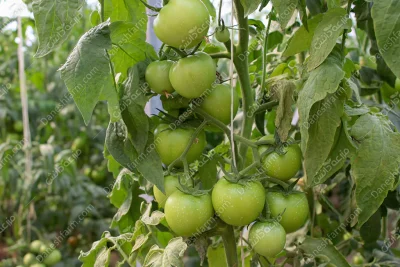 بذر گوجه گلخانه‌ای دافنیس سینجنتا