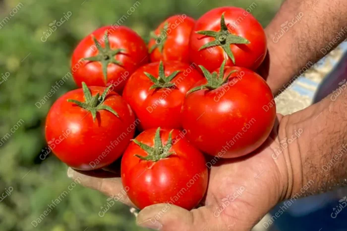 بذر گوجه کارون نیکرسون