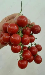 گوجه گیلاسی CA024 کانیون