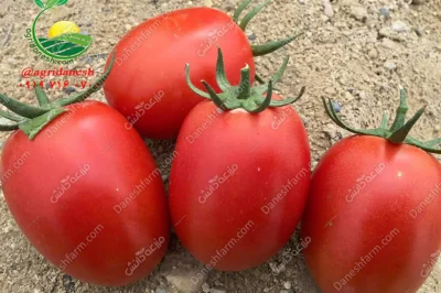 بذر گوجه دیما پولاریس