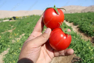 بذر گوجه افرا انزازادن