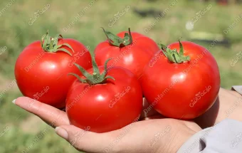گوجه هیبرید سرین