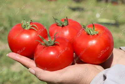 گوجه هیبرید سرین