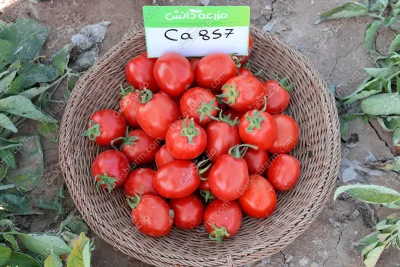 بذر گوجه 857 (CA857) کانیون