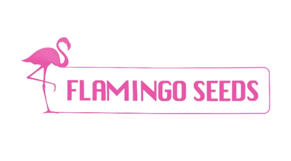 فلامینگو سیدز (FLAMINGO SEEDS)
