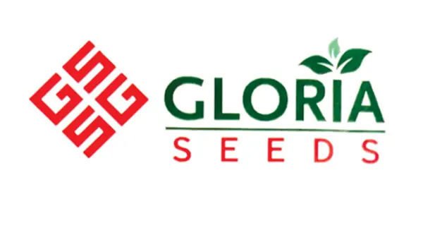 گلوریا سیدز - Gloria Seeds