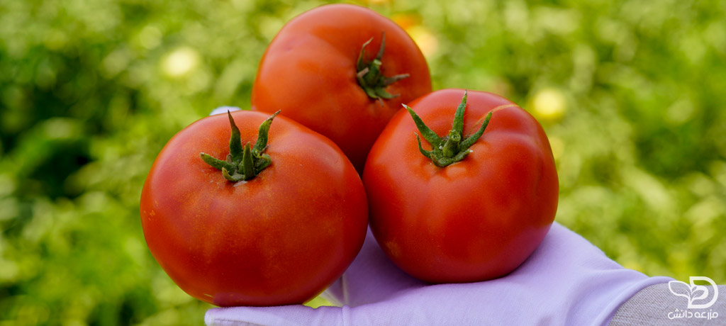 مقایسه بهترین بذرهای گوجه فرنگی
