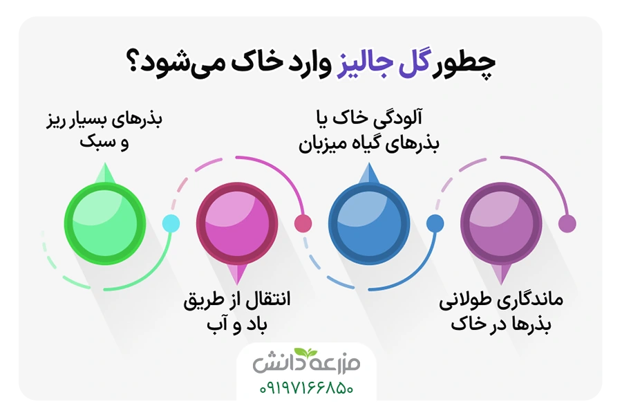 گل جالیز گل جالیز
