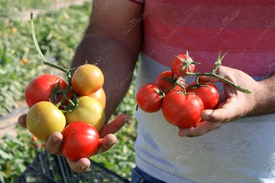 بذر گوجه ایزمونو سینجنتا