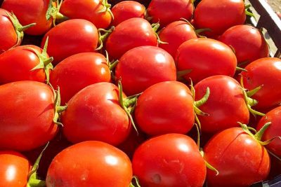 گوجه فرنگی مارول
