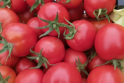 گوجه فرنگی برنتا کاشته شده در برازجان