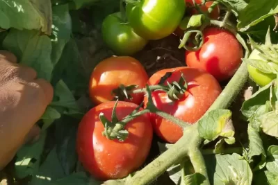 گوجه فرنگی 8320 کاشته شده در برازجان