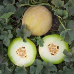 خربزه گالیا تمپو خربزه گالیا تمپو