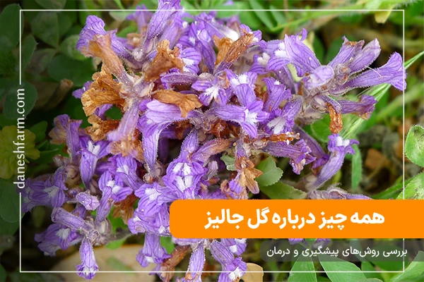 گل جالیز چیست همه چیز درباره گل جالیز