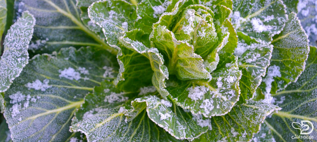 راه های جلوگیری از سرمازدگی در گیاهان