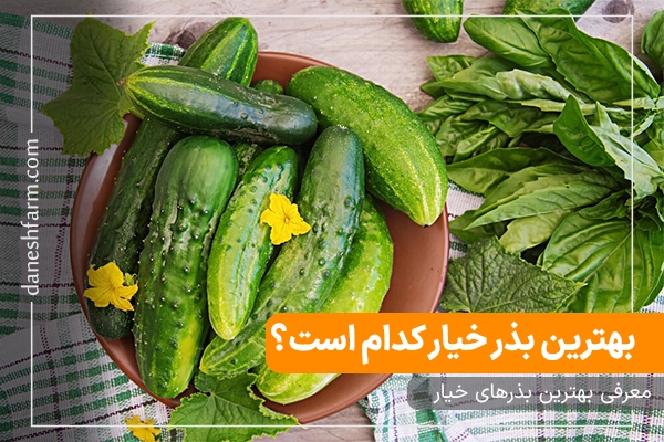 بهترین بذر خیار معرفی بهترین بذرهای خیار