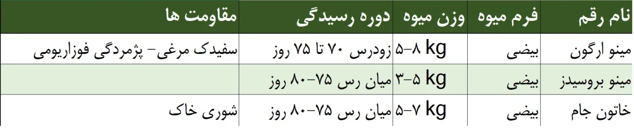 انتخاب بذر خربزه مشهدی