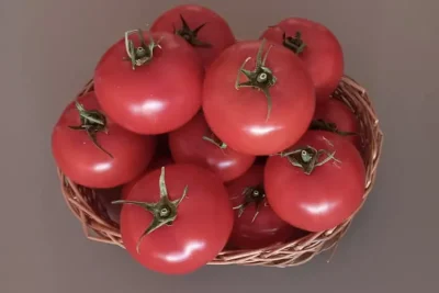 گوجه فرنگی گلخانه ای کومودو سینجنتا