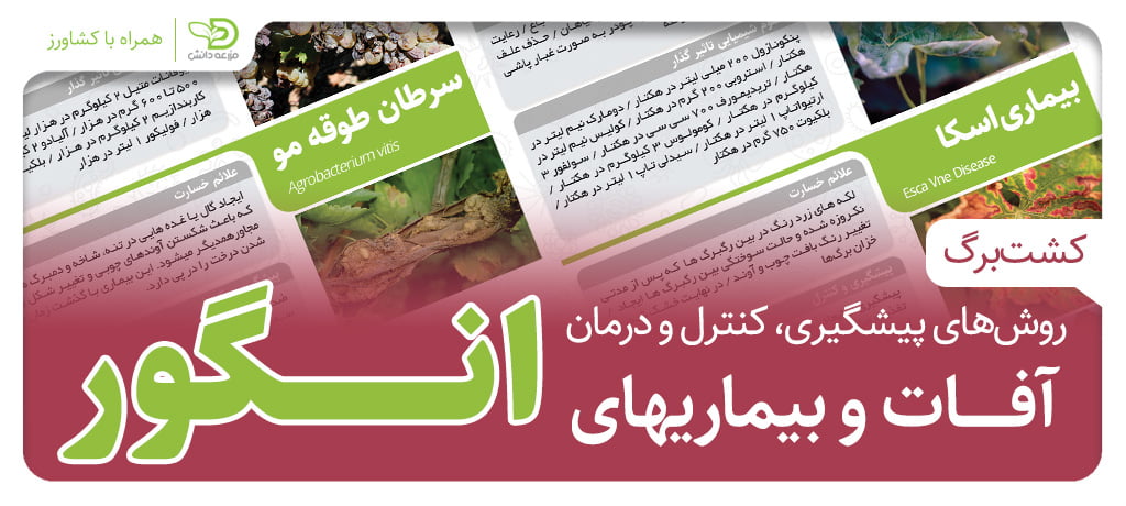 آفات و بیماری های انگور - پیشگیری و درمان - PDF