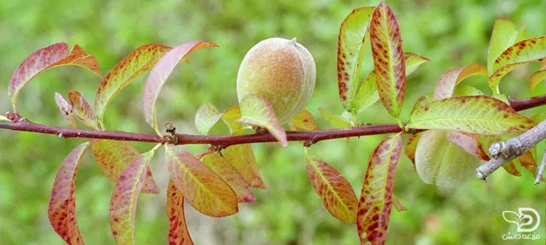 علائم کمبود عناصر در گیاهان