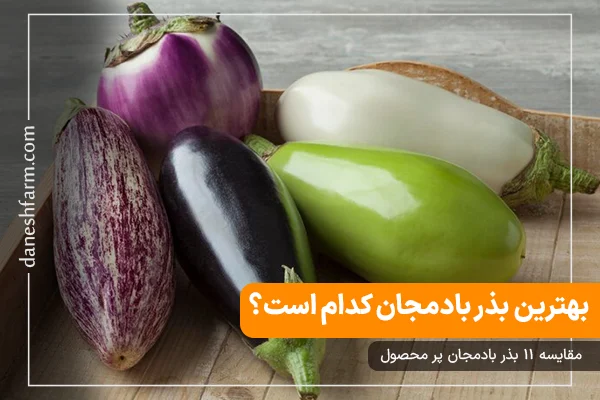 بهترین بذر بادمجان معرفی 11 بذر بادمجان پر محصول