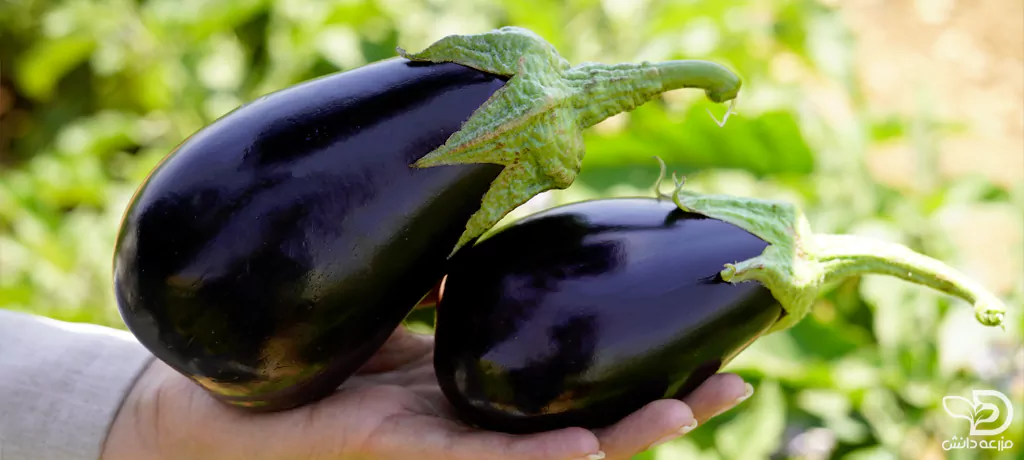 بادمجان دلمه ای شانتال سمینیس