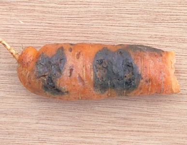 بیماری پوسیدگی سیاه هویج