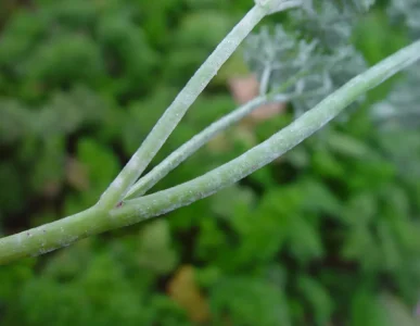 سفیدک پودری هویج