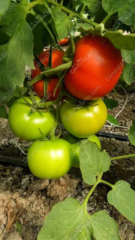 گوجه فرنگی گلخانه ای دافنیس