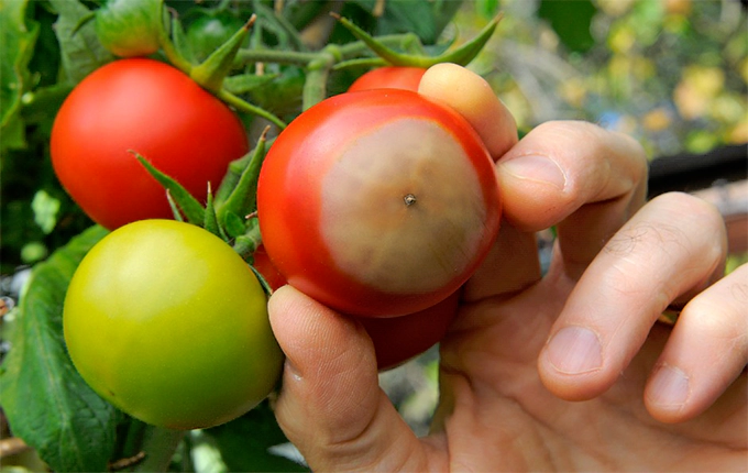 پوسیدگی گلگاه گوجه فرنگی