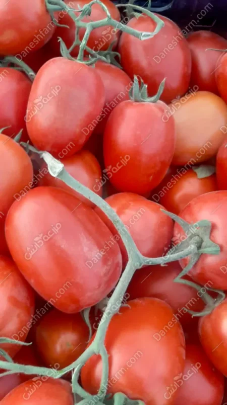 گوجه فرنگی الیسا