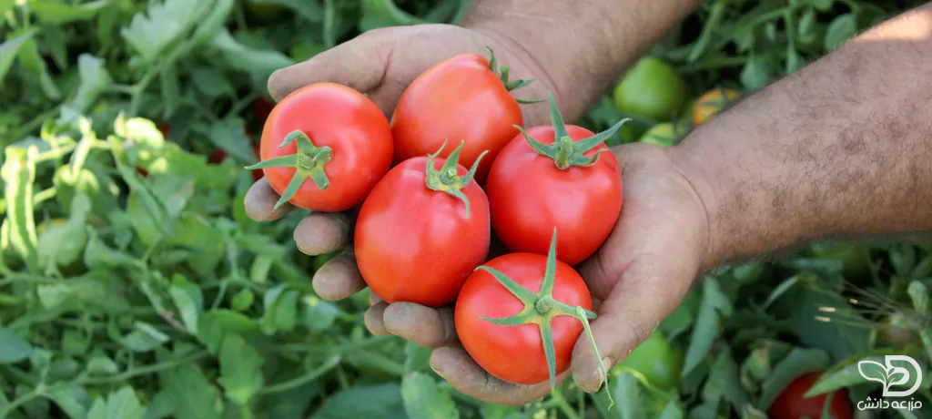 ویژگی‌های ارقام گوجه فرنگی مناسب صادرات