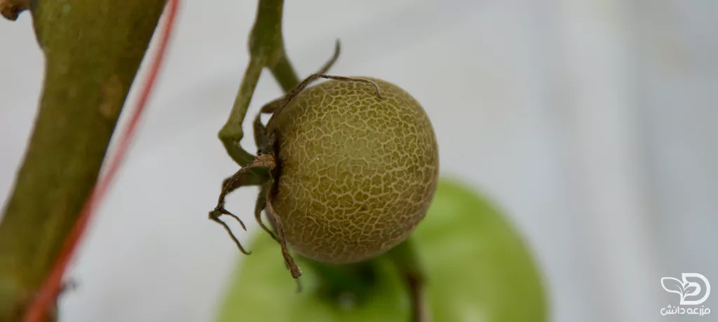 خسارت کنه حنایی روی میوه گوجه فرنگی