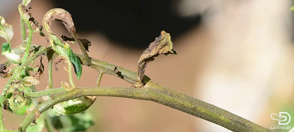 علایم خسارت کنه حنایی روی بوته گوجه فرنگی