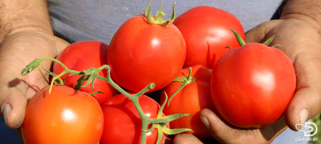 گوجه فرنگی بدرو مناسب صادرات