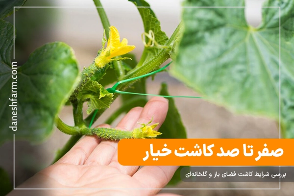 صفر تا صد کشت خیار