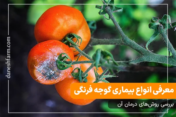 بیماری گوجه فرنگی انواع بیماری معرفی سم برای بیماری های گوجه فرنگی