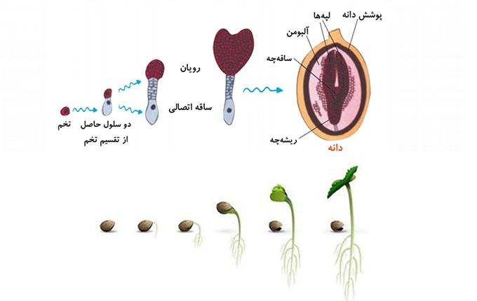 انتخاب بذر