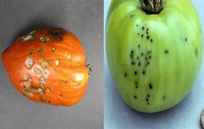 علائم بیماری لکه سپتوریایی در میوه گوجه فرنگی