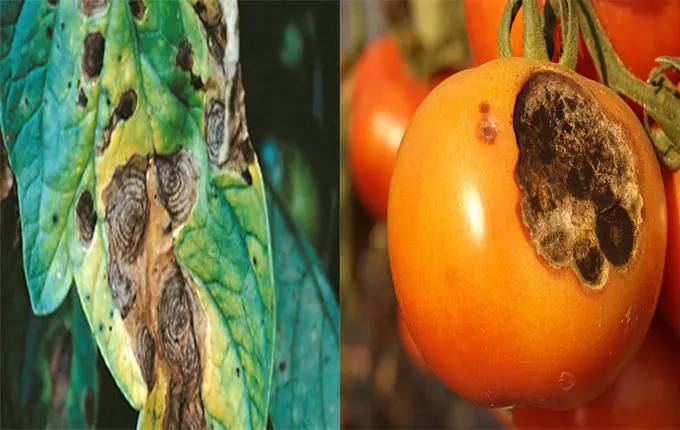 علائم بیماری لکه موجی در میوه گوجه فرنگی