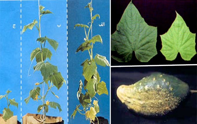 عناصر غذایی خیار