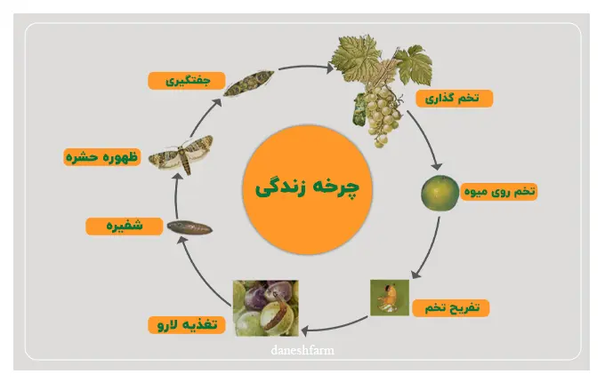 روش های کاربردی کنترل کرم خوشه خوار انگور