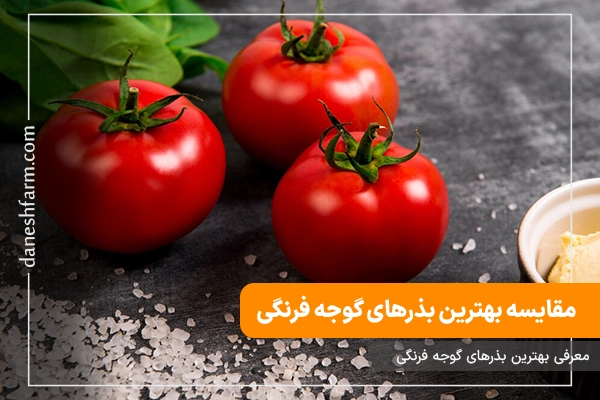 مقایسه بهترین بذرهای گوجه فرنگی