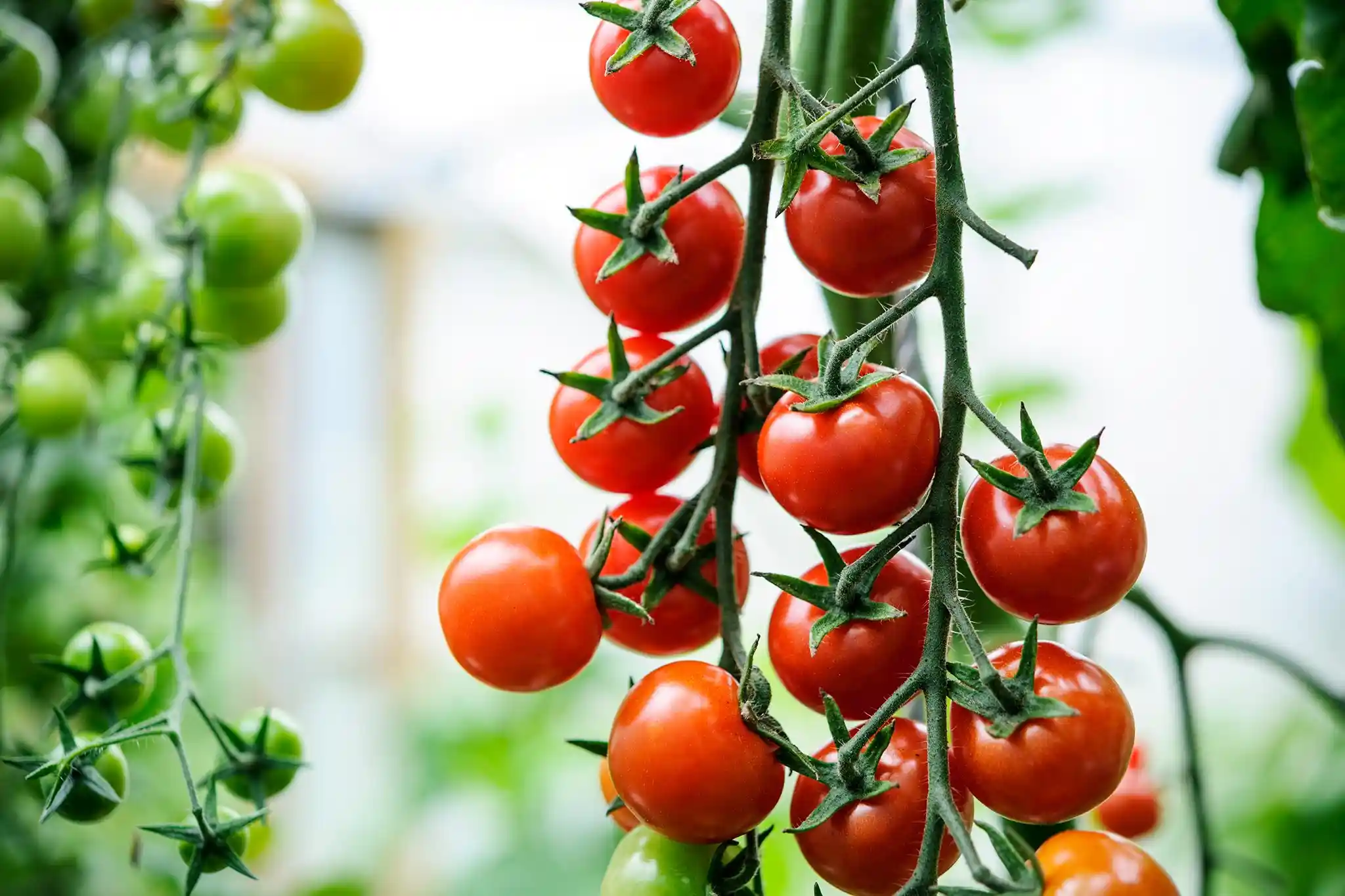 بذر گوجه فرنگی - بذر گوجه گلخانه ای