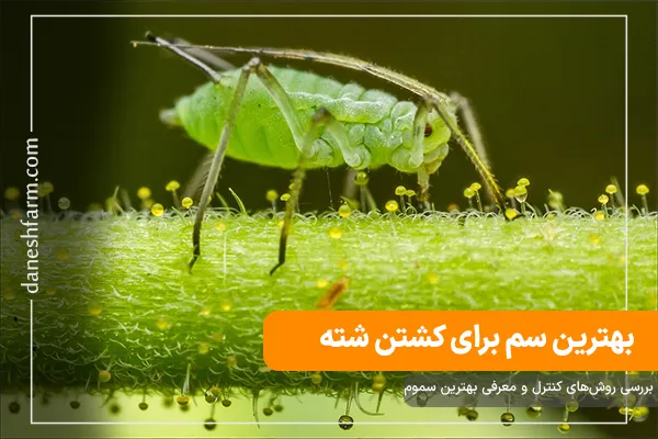 بهترین سم برای کشتن شته