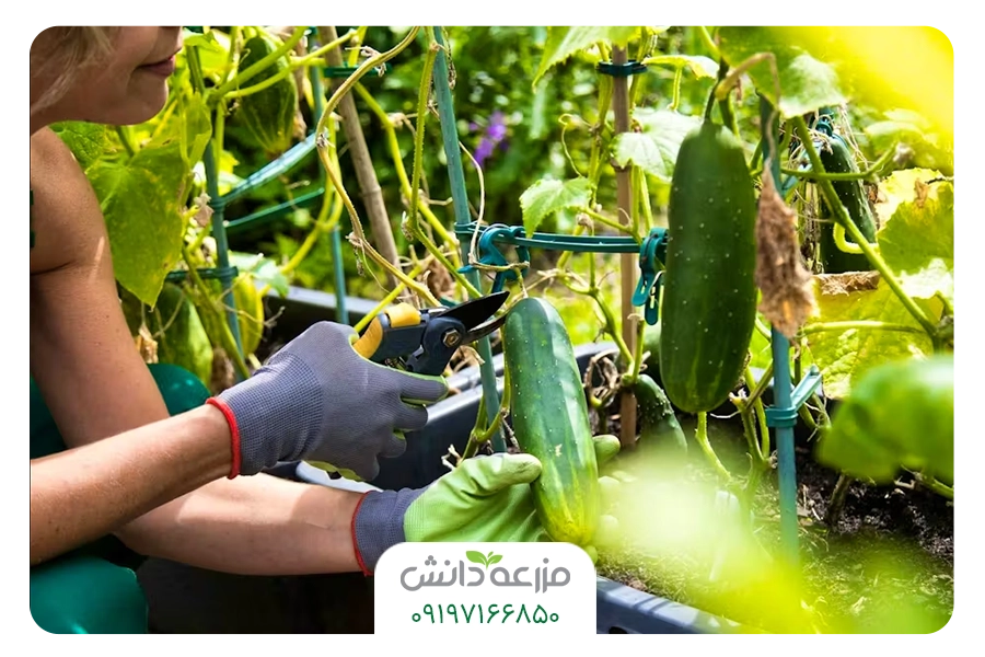 برداشت خیار 
کاشت خیار 
کاشت خیار در مزرعه کشاورزی
